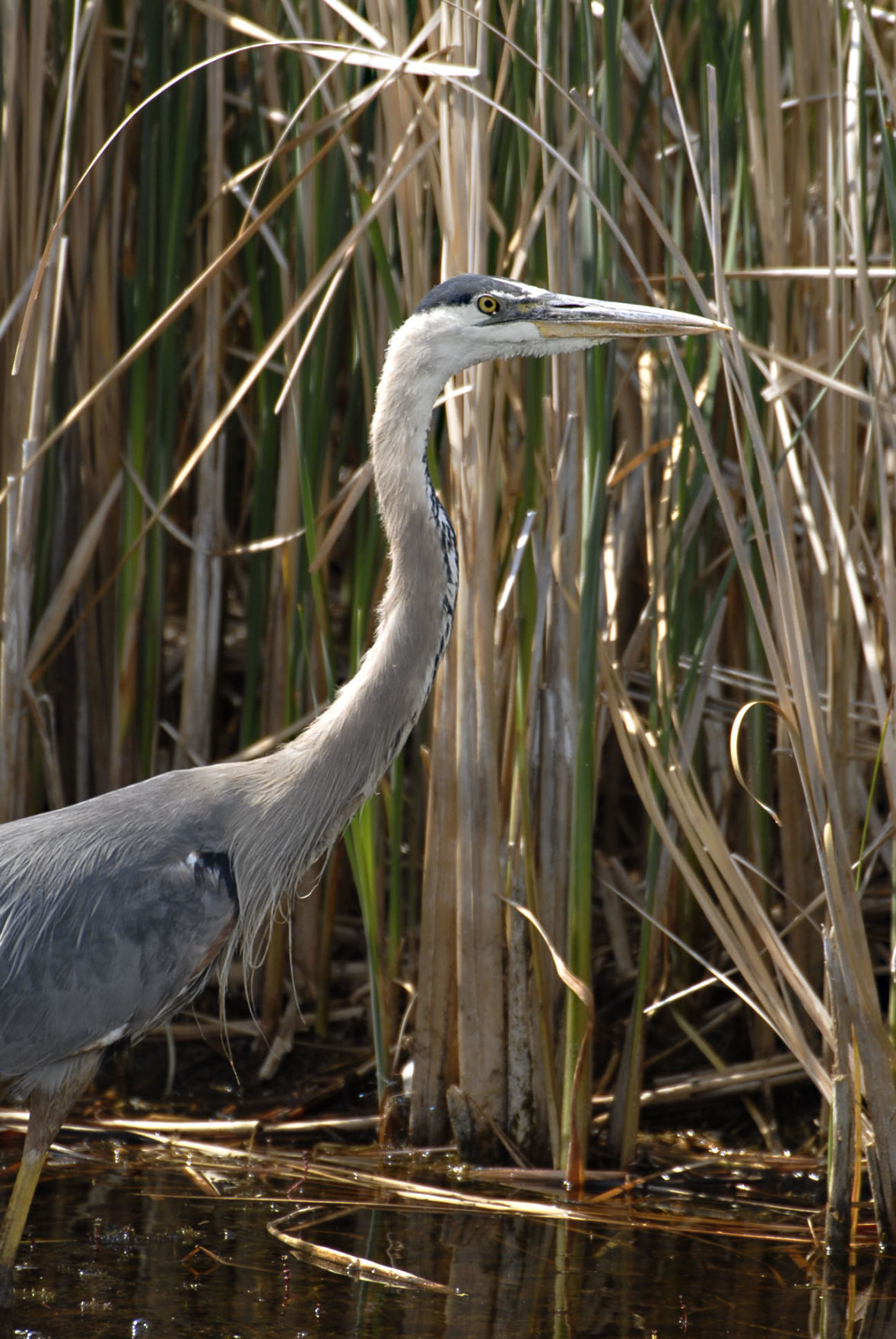 Great Blue Heron